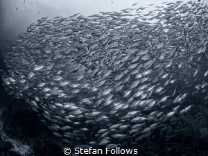 "The intelligence of the creature known as a crowd, is th... by Stefan Follows 